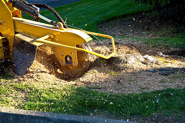 Tree Service Company in Center Point, AL